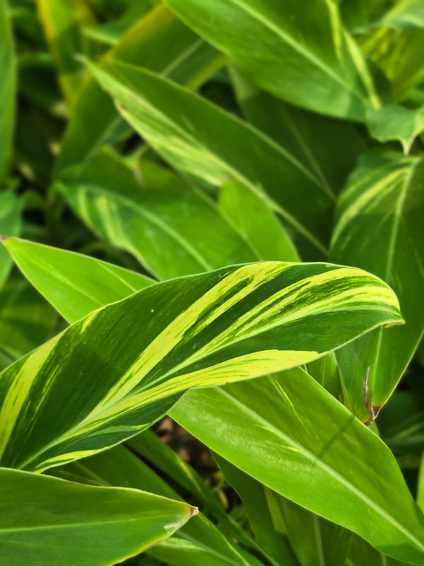 Variegated Shell Ginger