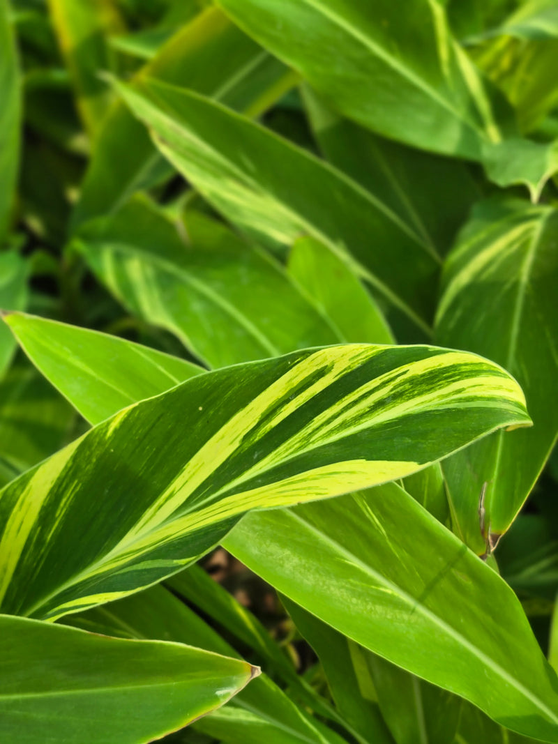 Variegated Shell Ginger
