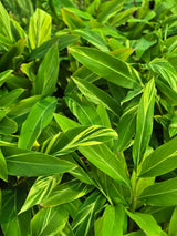 Variegated Shell Ginger