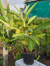 Variegated Shell Ginger