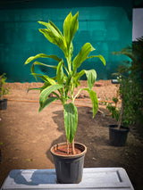 Dracaena Limelight
