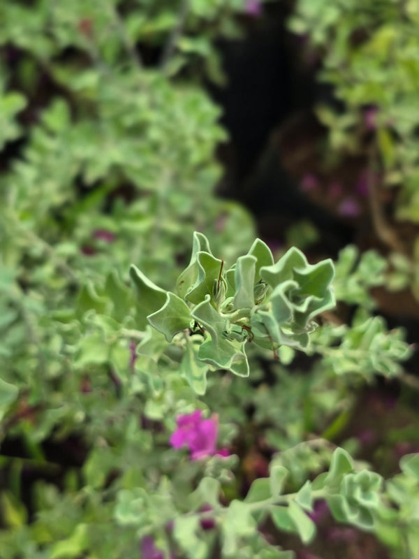 Texas Sage