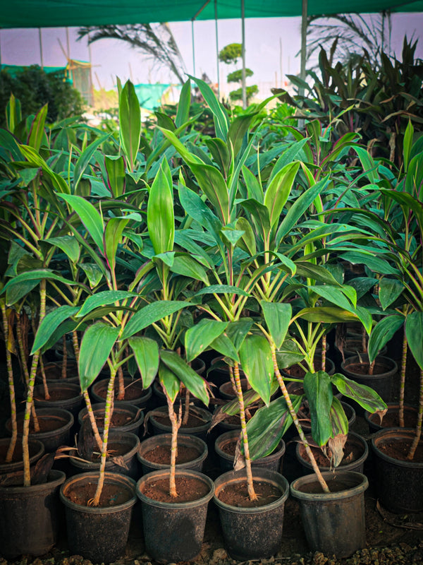 Dracaena Mahatma