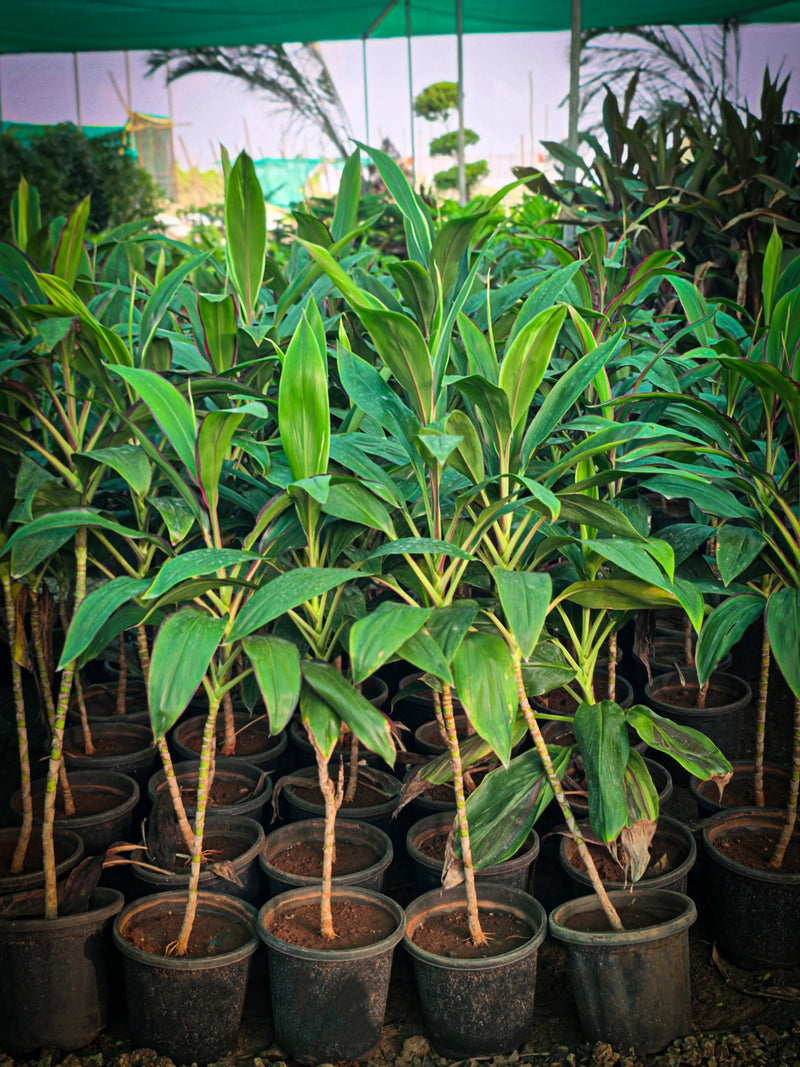 Dracaena Mahatma