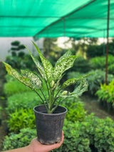Aglaonema _Snow White_ - D