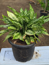 Aglaonema _Snow White_ - D