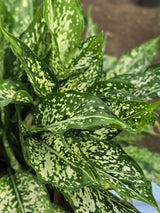 Aglaonema _Snow White_ - D