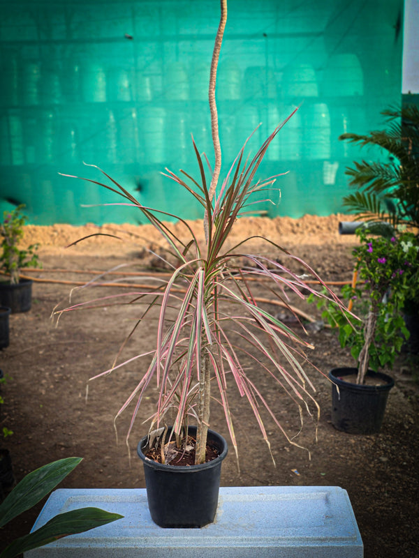 Dracaena marginata