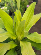Dracaena fragrans _Limelight_ - D