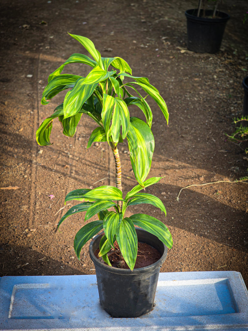 Dracaena reflexa