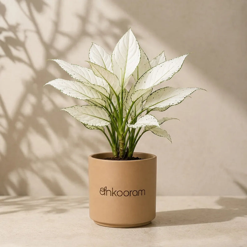 Aglaonema Super White