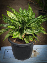 Aglaonema _Snow White_ - D