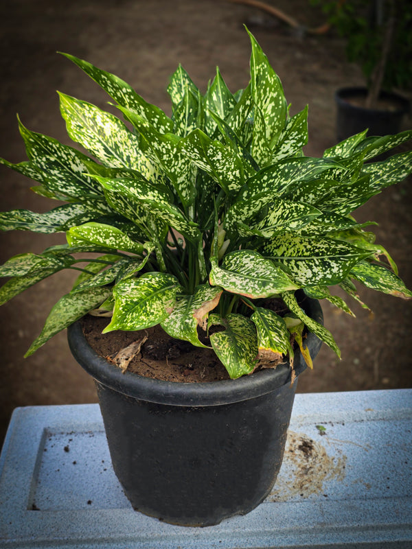 Aglaonema _Snow White_ - D