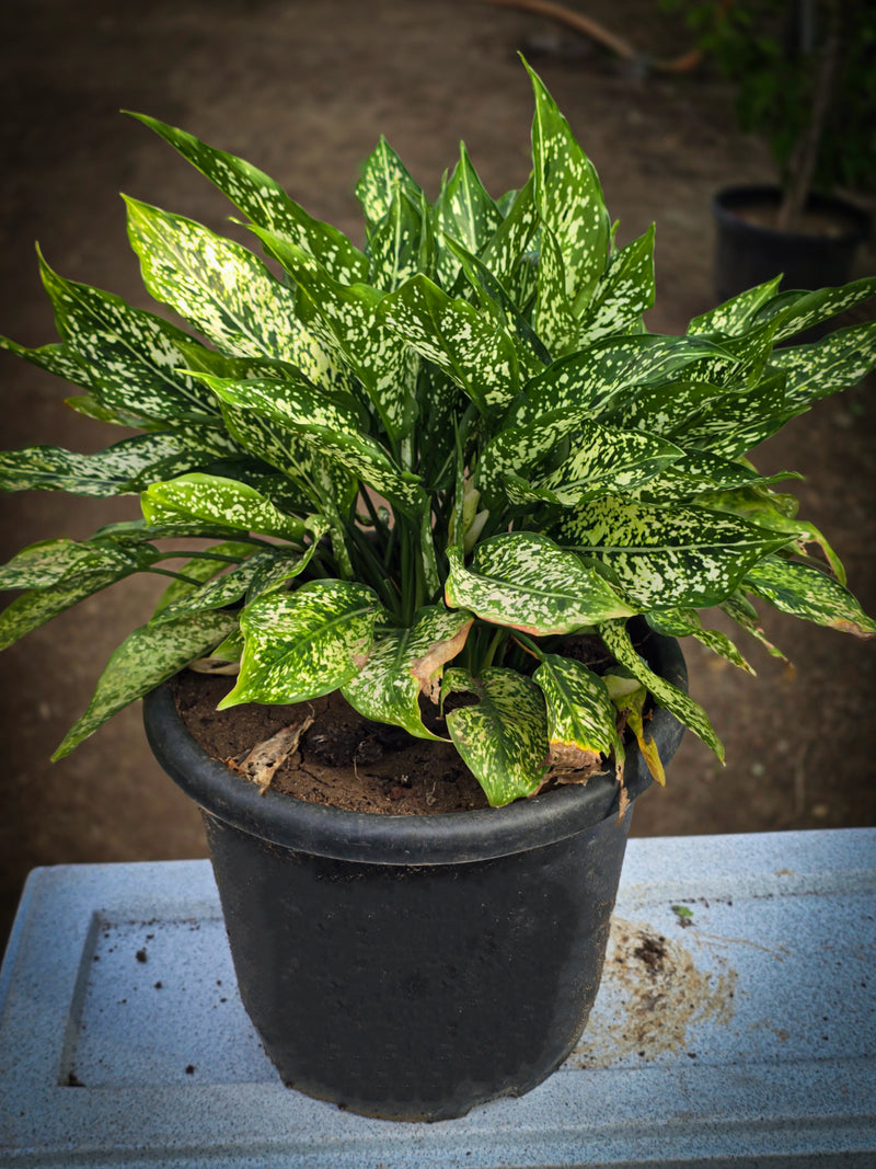 Aglaonema _Snow White_ - D