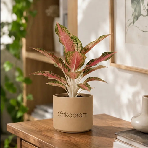 Aglaonema Pink Beauty