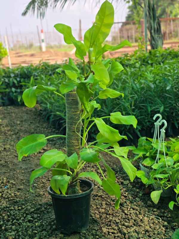 Philodendron _Golden Goddess_