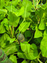 Philodendron _Golden Goddess_