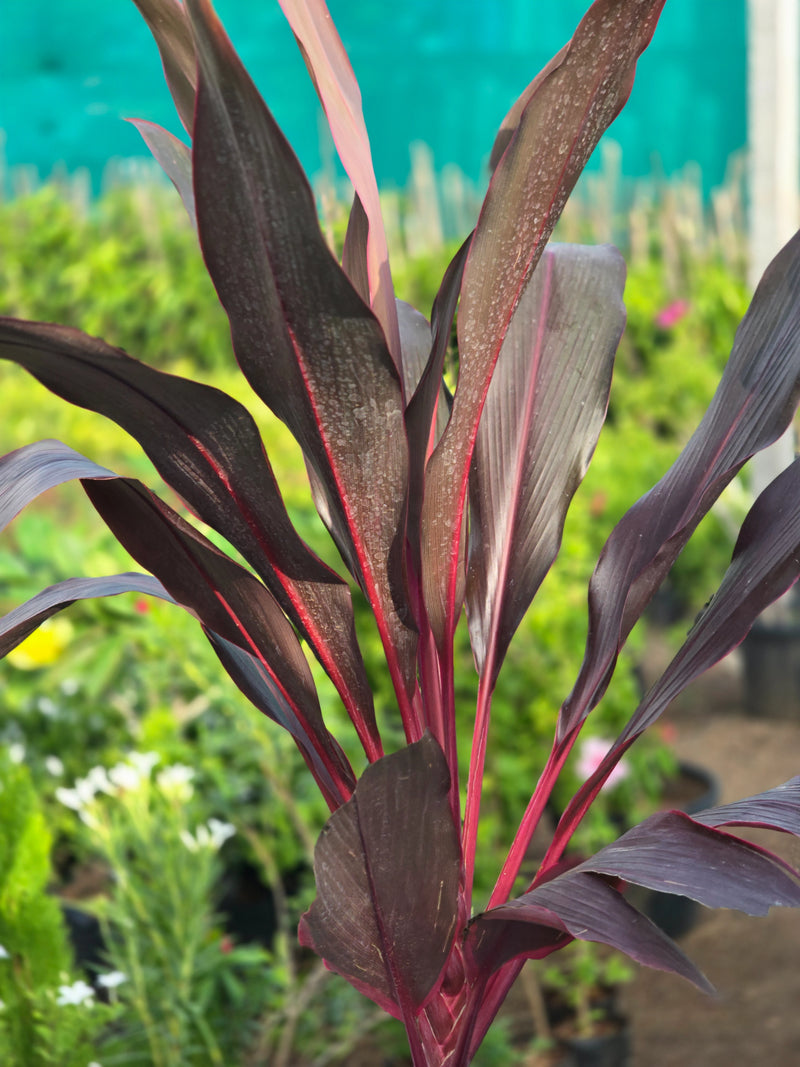Cordyline fruticosa  1