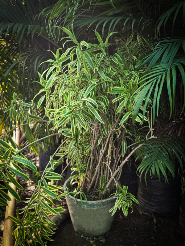 Dracaena reflexa 1