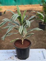 Dracaena fragrans _Warneckii_