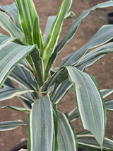 Dracaena fragrans _Warneckii_