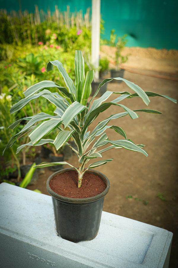 Dracaena reflexa _Song of Jamaica