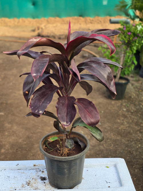 Cordyline fruticosa 1