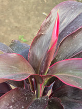Cordyline fruticosa 1