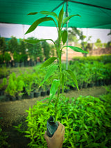 Dracaena sanderiana - D