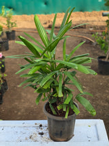 Rhapis excelsa