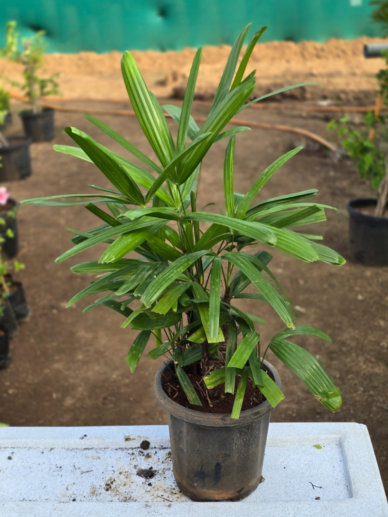 Rhapis excelsa