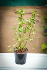 Dwarf Jade - D