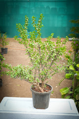 Dwarf Jade - D