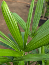 Rhapis excelsa