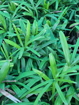 Rhapis excelsa