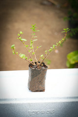 Dwarf Jade - D