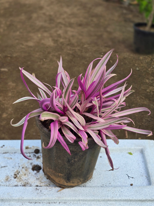 Tradescantia spathacea