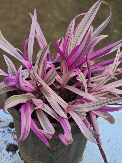 Tradescantia spathacea