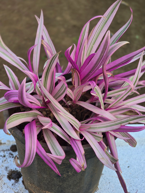 Tradescantia spathacea