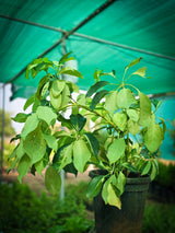 Dwarf Umbrella Tree - D