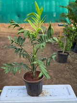Chamaedorea elegans