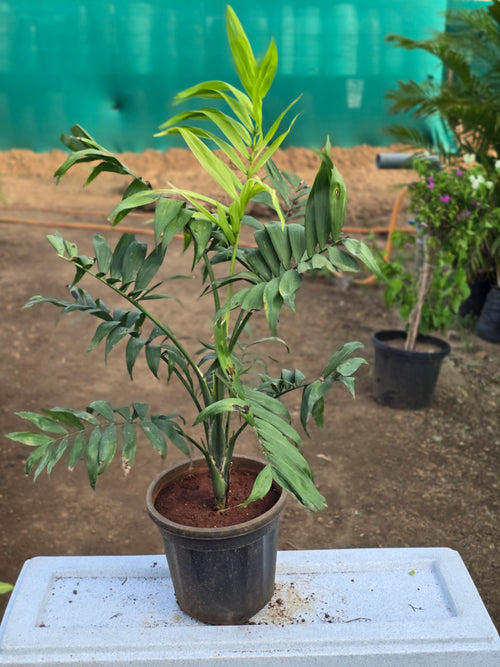 Chamaedorea elegans