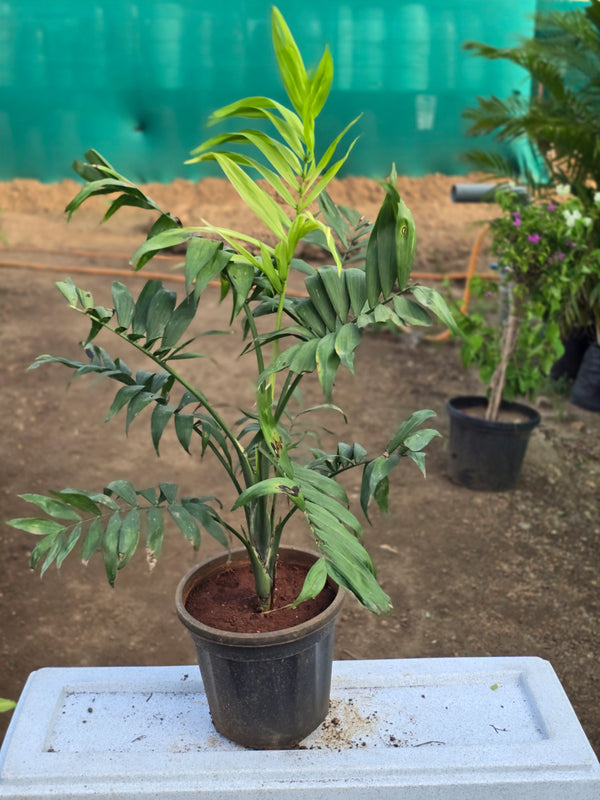 Chamaedorea elegans