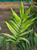 Chamaedorea elegans