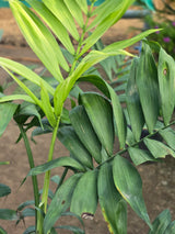 Chamaedorea elegans