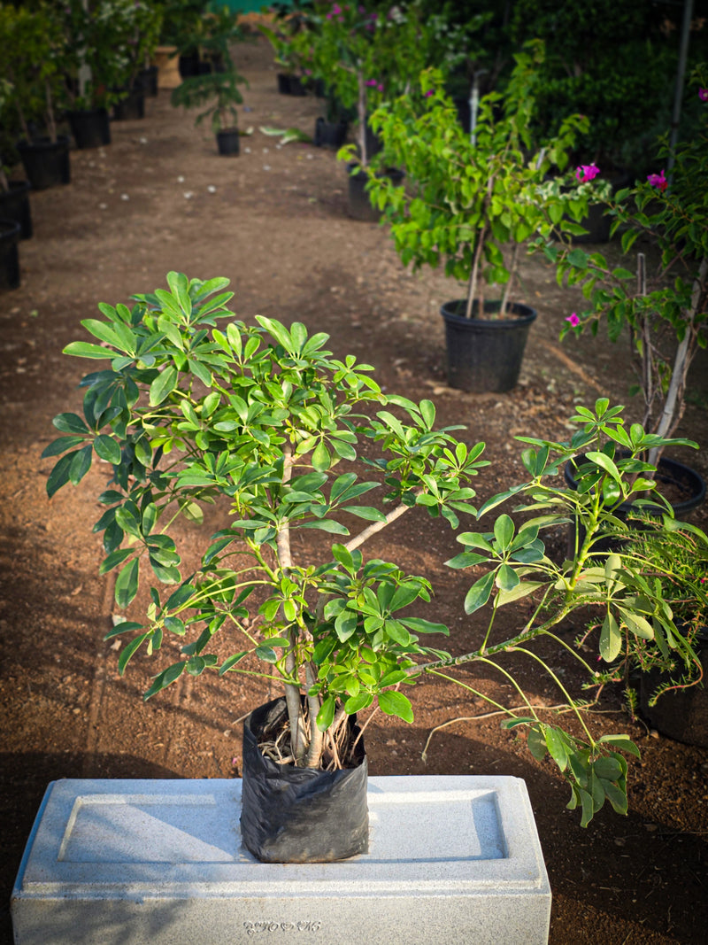 Dwarf Umbrella Tree 1
