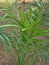 Pygmy Date Palm