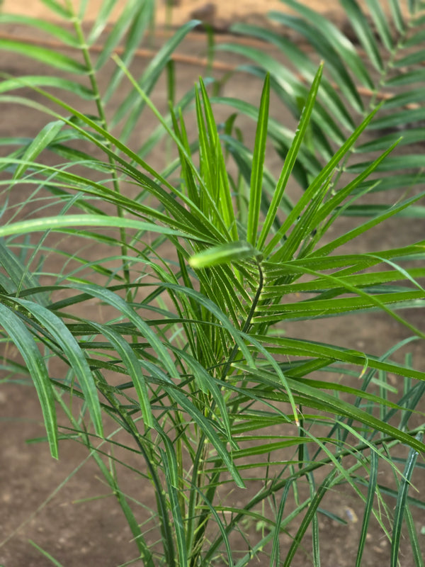 Pygmy Date Palm