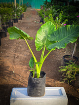 Elephant Ear Plant