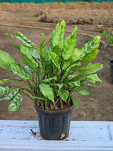 Indoor Plants